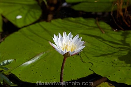 Africa;aquatic-plant;aquatic-plants;Botswana;delta;deltas;Endorheic-basin;flower;flowers;inland-delta;internal-drainage-systems;lily-pad;lily-pads;Nymphaeaceae;Okavango;Okavango-Delta;Okavango-Swamp;plant;plants;river-delta;Seven-Natural-Wonders-of-Africa;Southern-Africa;water-lilies;water-lily;water-lily-pad;water-lily-pads;water_lilies;water_lily;waterlilies;waterlily;waterlily-pad;waterlily-pads
