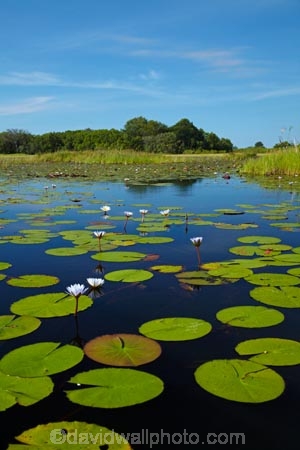 Africa;aquatic-plant;aquatic-plants;Botswana;delta;deltas;Endorheic-basin;flower;flowers;inland-delta;internal-drainage-systems;lily-pad;lily-pads;Nymphaeaceae;Okavango;Okavango-Delta;Okavango-Swamp;plant;plants;river-delta;Seven-Natural-Wonders-of-Africa;Southern-Africa;water-lilies;water-lily;water-lily-pad;water-lily-pads;water_lilies;water_lily;waterlilies;waterlily;waterlily-pad;waterlily-pads