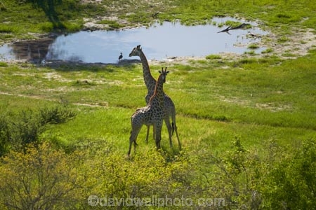 aerial;aerial-image;aerial-images;aerial-photo;aerial-photograph;aerial-photographs;aerial-photography;aerial-photos;aerial-view;aerial-views;aerials;Africa;Angolan-giraffe;animal;animals;Botswana;delta;deltas;Endorheic-basin;flood-plain;flood-plains;flood_plain;flood_plains;floodplain;floodplains;Giraffa-camelopardalis;Giraffa-camelopardalis-angolensis;giraffe;giraffes;inland-delta;internal-drainage-systems;mammal;mammals;Okavango;Okavango-Delta;Okavango-Swamp;plain;plains;river-delta;Seven-Natural-Wonders-of-Africa;Southern-Africa;swamp;swampland;swamps;wildlife