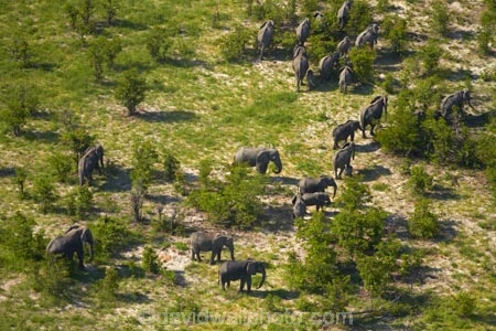 aerial;aerial-image;aerial-images;aerial-photo;aerial-photograph;aerial-photographs;aerial-photography;aerial-photos;aerial-view;aerial-views;aerials;Africa;African-bush-elephant;African-bush-elephants;African-elephant;African-elephants;animal;animals;Botswana;delta;deltas;elephant;elephant-herd;elephants;Endorheic-basin;herd;herd-of-elephant;herds;inland-delta;internal-drainage-systems;Loxodonta-africana;mammal;mammals;Okavango;Okavango-Delta;Okavango-Swamp;pachyderm;pachyderms;river-delta;Seven-Natural-Wonders-of-Africa;Southern-Africa;wildlife