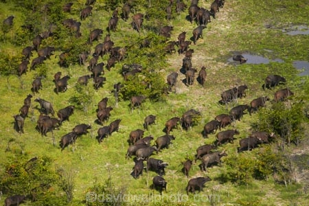 aerial;aerial-image;aerial-images;aerial-photo;aerial-photograph;aerial-photographs;aerial-photography;aerial-photos;aerial-view;aerial-views;aerials;Africa;African-buffalo;African-buffaloes;animal;animals;Botswana;buffalo;buffalo-herd;buffalo-herds;buffaloes;cape-buffalo;cape-buffaloes;crowd;crowds;delta;deltas;Endorheic-basin;flood-plain;flood-plains;flood_plain;flood_plains;floodplain;floodplains;herd;herds;inland-delta;internal-drainage-systems;mammal;mammals;many;Okavango;Okavango-Delta;Okavango-Swamp;plain;plains;river-delta;Seven-Natural-Wonders-of-Africa;Southern-Africa;stampede;stampedes;Syncerus-caffer;Syncerus-caffer-caffer;wildlife