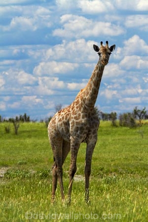 Africa;African-plain;African-plains;Angolan-giraffe;animal;animals;Botswana;game-drive;game-viewing;Giraffa-camelopardalis;Giraffa-camelopardalis-angolensis;giraffe;giraffes;mammal;mammals;Namibia;national-park;national-parks;natural;nature;Nxai-Pan-N.P.;Nxai-Pan-National-Park;Nxai-Pan-NP;plain;plains;reserve;reserves;Southern-Africa;tall;wild;wilderness;wildlife