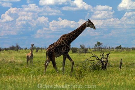 Africa;African-plain;African-plains;Angolan-giraffe;animal;animals;Botswana;game-drive;game-viewing;Giraffa-camelopardalis;Giraffa-camelopardalis-angolensis;giraffe;giraffes;mammal;mammals;Namibia;national-park;national-parks;natural;nature;Nxai-Pan-N.P.;Nxai-Pan-National-Park;Nxai-Pan-NP;plain;plains;reserve;reserves;Southern-Africa;tall;wild;wilderness;wildlife