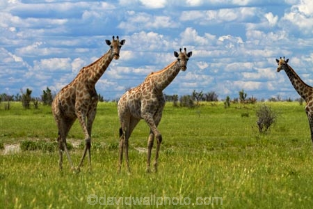 Africa;African-plain;African-plains;Angolan-giraffe;animal;animals;Botswana;game-drive;game-viewing;Giraffa-camelopardalis;Giraffa-camelopardalis-angolensis;giraffe;giraffes;herd;herds;mammal;mammals;Namibia;national-park;national-parks;natural;nature;Nxai-Pan-N.P.;Nxai-Pan-National-Park;Nxai-Pan-NP;plain;plains;reserve;reserves;Southern-Africa;tall;wild;wilderness;wildlife