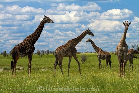 Africa;African-plain;African-plains;Angolan-giraffe;animal;animals;Botswana;game-drive;game-viewing;Giraffa-camelopardalis;Giraffa-camelopardalis-angolensis;giraffe;giraffes;herd;herds;mammal;mammals;Namibia;national-park;national-parks;natural;nature;Nxai-Pan-N.P.;Nxai-Pan-National-Park;Nxai-Pan-NP;plain;plains;reserve;reserves;Southern-Africa;tall;wild;wilderness;wildlife