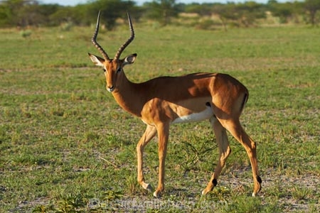 Aepyceros-melampus;Aepyceros-melampus-melampus;Africa;animal;animals;antelope;antelopes;Botswana;Common-impala;game-drive;game-viewing;impala;impalas;male;male-impala;males;mammal;mammals;Namibia;national-park;national-parks;natural;nature;Nxai-Pan-N.P.;Nxai-Pan-National-Park;Nxai-Pan-NP;reserve;reserves;Southern-Africa;wild;wilderness;wildlife