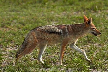 Africa;animal;animals;black-backed-jackal;black-backed-jackals;black_backed-jackal;black_backed-jackals;Botswana;Canidae;Canis-mesomelas;Carnivora;game-drive;game-viewing;jackal;jackals;mammal;mammals;Namibia;national-park;national-parks;natural;nature;Nxai-Pan-N.P.;Nxai-Pan-National-Park;Nxai-Pan-NP;predator;predators;red-jackal;reserve;reserves;scavenger;scavengers;silver_backed;Southern-Africa;wild;wilderness;wildlife