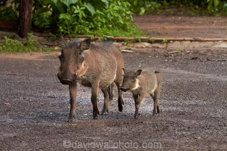 Africa;animal;animals;babies;baby;Botswana;Chobe-Safari-Lodge;Common-Warthog;Common-Warthogs;Kasane;mammal;mammals;Phacochoerus-africanus;Phacochoerus-africanus-sundevallii;Southern-Africa;Southern-Warthog;warthog;Warthogs;wildlife