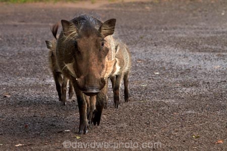 Africa;animal;animals;babies;baby;Botswana;Chobe-Safari-Lodge;Common-Warthog;Common-Warthogs;Kasane;mammal;mammals;Phacochoerus-africanus;Phacochoerus-africanus-sundevallii;Southern-Africa;Southern-Warthog;warthog;Warthogs;wildlife