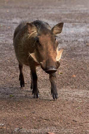 Africa;animal;animals;Botswana;Chobe-Safari-Lodge;Common-Warthog;Common-Warthogs;Kasane;mammal;mammals;Phacochoerus-africanus;Phacochoerus-africanus-sundevallii;Southern-Africa;Southern-Warthog;warthog;Warthogs;wildlife