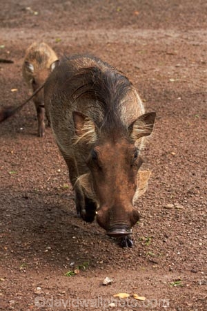 Africa;animal;animals;babies;baby;Botswana;Chobe-Safari-Lodge;Common-Warthog;Common-Warthogs;Kasane;mammal;mammals;Phacochoerus-africanus;Phacochoerus-africanus-sundevallii;Southern-Africa;Southern-Warthog;warthog;Warthogs;wildlife