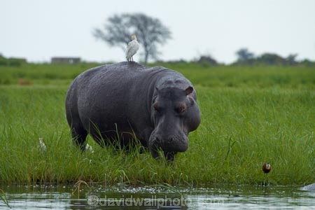 Africa;animal;animals;avian;bird;bird-spotting;bird-watching;bird_watching;birds;Botswana;Bubulcus-ibis;calm;Cattle-Egrets;Chobe-N.P.;Chobe-National-Park;Chobe-NP;Chobe-River;Chobe-River-boat-trip;Chobe-River-boat-trips;Chobe-River-cruise;Chobe-River-cruises;eco-tourism;eco_tourism;ecotourism;egret;egrets;Fauna;hippo;hippopotami;hippopotamus;Hippopotamus-amphibius;hippopotamuses;hippos;Kasane;mammal;mammals;national-park;national-parks;Natural;Nature;Ornithology;Southern-Africa;wild;wildlife