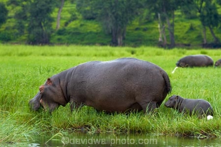 Africa;animal;animals;babies;baby;baby-hippo;baby-Hippopotami;baby-Hippopotamus;baby-Hippopotamuses;baby-hippos;Botswana;Chobe-N.P.;Chobe-National-Park;Chobe-NP;Chobe-River;Chobe-River-boat-trip;Chobe-River-boat-trips;Chobe-River-cruise;Chobe-River-cruises;hippo;hippopotami;hippopotamus;Hippopotamus-amphibius;hippopotamuses;hippos;Kasane;mammal;mammals;national-park;national-parks;Southern-Africa;wildlife