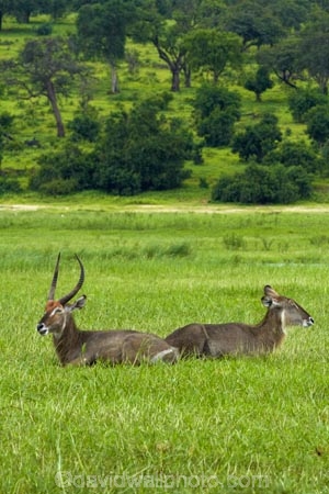 Africa;animal;animals;antelope;antelopes;Botswana;Chobe-N.P.;Chobe-National-Park;Chobe-NP;Chobe-River;Chobe-River-boat-trip;Chobe-River-boat-trips;Chobe-River-cruise;Chobe-River-cruises;common-waterbuck;common-waterbucks;ellipsen-waterbuck;ellipsen-waterbucks;female;Kasane;Kobus-ellipsiprymnus;Kobus-ellipsiprymnus-ellipsiprymnus;male;mammal;mammals;national-park;national-parks;Southern-Africa;water-buck;water-bucks;Waterbick;waterbuck;waterbucks;wildlife