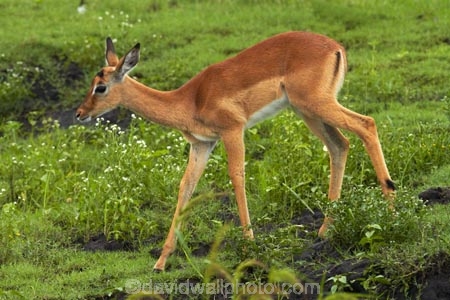 Aepyceros-melampus;Aepyceros-melampus-melampus;Africa;animal;animals;antelope;antelopes;babies;baby;baby-impala;baby-impalas;Botswana;Chobe-N.P.;Chobe-National-Park;Chobe-NP;Chobe-River;Chobe-River-boat-trip;Chobe-River-boat-trips;Chobe-River-cruise;Chobe-River-cruises;impala;impalas;Kasane;mammal;mammals;national-park;national-parks;Southern-Africa;wildlife;young-impala;young-impalas