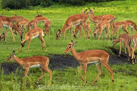 Aepyceros-melampus;Aepyceros-melampus-melampus;Africa;animal;animals;antelope;antelopes;babies;baby;baby-impala;baby-impalas;Botswana;Chobe-N.P.;Chobe-National-Park;Chobe-NP;Chobe-River;Chobe-River-boat-trip;Chobe-River-boat-trips;Chobe-River-cruise;Chobe-River-cruises;impala;impalas;Kasane;mammal;mammals;national-park;national-parks;Southern-Africa;wildlife;young-impala;young-impalas