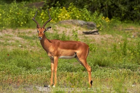 Aepyceros-melampus;Aepyceros-melampus-melampus;Africa;animal;animals;antelope;antelopes;Botswana;Chobe-N.P.;Chobe-National-Park;Chobe-NP;Chobe-River;Chobe-River-boat-trip;Chobe-River-boat-trips;Chobe-River-cruise;Chobe-River-cruises;impala;impalas;Kasane;male-impala;male-impalas;mammal;mammals;national-park;national-parks;Southern-Africa;wildlife