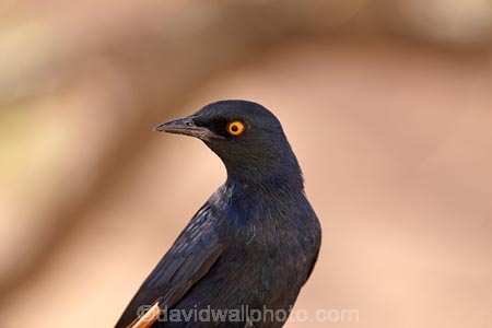 Africa;African;Animal;animals;avian;bird;bird-spotting;bird-watching;bird_watching;birds;Botswana;eco-tourism;eco_tourism;ecotourism;Fauna;game-park;game-parks;Game-Reserve;game-reserves;Moremi;Moremi-Game-Reserve;Moremi-Reserve;national-park;national-parks;Natural;Nature;Onychognathus-nabouroup;Ornithology;pale-winged-starling;pale-winged-starlings;pale_winged-starling;pale_winged-starlings;palewinged-starling;palewinged-starlings;park;parks;reserve;reserves;safari;safaris;Southern-Africa;starling;starlings;widlife-parks;wild;wildlife;wildlife-park
