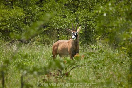 Africa;African;African-animals;African-wildlife;animal;animals;antelope;antelopes;Botswana;game-drive;game-park;game-parks;Game-Reserve;game-reserves;game-viewing;Hippotragus-equinus;mammal;mammals;Moremi;Moremi-Game-Reserve;Moremi-Reserve;national-park;national-parks;park;parks;reserve;reserves;roan;roan-antelope;roan-antelopes;roans;safari;safaris;Southern-Africa;widlife-parks;wildlife;wildlife-park