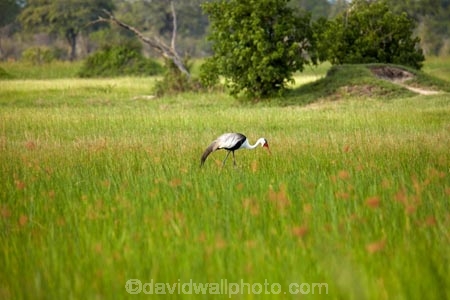 Africa;African;Animal;animals;avian;bird;bird-spotting;bird-watching;bird_watching;birds;Botswana;crane;cranes;eco-tourism;eco_tourism;ecotourism;Fauna;game-park;game-parks;Game-Reserve;game-reserves;Grus-carunculata;Moremi;Moremi-Game-Reserve;Moremi-Reserve;national-park;national-parks;Natural;Nature;Ornithology;park;parks;reserve;reserves;safari;safaris;Southern-Africa;Wattled-Crane;Wattled-Cranes;widlife-parks;wild;wildlife;wildlife-park