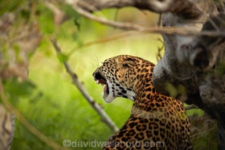 Africa;African;African-animals;African-wildlife;agressive;animal;animals;Botswana;carnivore;carnivores;cat;cats;feline;game-drive;game-park;game-parks;Game-Reserve;game-reserves;game-viewing;grass;hunter;hunters;leopard;leopards;long-grass;mammal;mammals;Moremi;Moremi-Game-Reserve;Moremi-Reserve;mouth;national-park;national-parks;natural;nature;Panthera-pardus;park;parks;predator;predators;reserve;reserves;rosette;rosettes;safari;safaris;Southern-Africa;spot;spots;spotted;spotted-cat;spotted-cats;teeth;widlife-parks;wild;wilderness;wildlife;wildlife-park;wildlife-parks;wildlife-reserve;wildlife-reserves