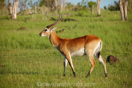 Africa;African;African-animals;African-wildlife;animal;animals;antelope;antelopes;Botswana;game-drive;game-park;game-parks;Game-Reserve;game-reserves;game-viewing;Kobus-leche;Kobus-leche-leche;lechwe;lechwes;mammal;mammals;Moremi;Moremi-Game-Reserve;Moremi-Reserve;national-park;national-parks;park;parks;Red-lechwe;Red-lechwes;reserve;reserves;safari;safaris;Southern-Africa;widlife-parks;wildlife;wildlife-park