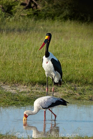 Africa;African;African-animals;African-wildlife;Animal;animals;avian;bird;bird-spotting;bird-watching;bird_watching;birds;Botswana;Ciconiidae;eco-tourism;eco_tourism;ecotourism;Ephippiorhynchus-senegalensis;Fauna;game-park;game-parks;game-reserve;game-reserves;Kruger;Kruger-N.P.;Moremi;Moremi-Game-Reserve;Moremi-Reserve;Mycteria-ibis;national-park;national-parks;Natural;Nature;Ornithology;park;parks;reserve;reserves;Saddle-billed-Stork;Saddle-billed-Storks;Saddle_billed-Stork;Saddle_billed-Storks;Saddlebilled-Stork;Saddlebilled-Storks;safari;safaris;Southern-Africa;stork;storks;wading-bird;wading-birds;widlife-parks;wild;wildlife;wildlife-park;wildlife-parks;wildlife-reserve;wildlife-reserves;Yellow-billed-Stork;Yellow-billed-Storks;Yellow_billed-Stork;Yellow_billed-Storks