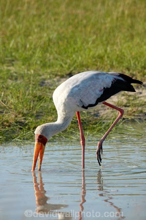Africa;African;African-animals;African-wildlife;Animal;animals;avian;bird;bird-spotting;bird-watching;bird_watching;birds;Botswana;Ciconiidae;eco-tourism;eco_tourism;ecotourism;Fauna;game-park;game-parks;Game-Reserve;game-reserves;Kruger;Kruger-N.P.;Moremi;Moremi-Game-Reserve;Moremi-Reserve;Mycteria-ibis;national-park;national-parks;Natural;Nature;Ornithology;park;parks;reserve;reserves;safari;safaris;Southern-Africa;stork;storks;wading-bird;wading-birds;widlife-parks;wild;wildlife;wildlife-park;wildlife-parks;wildlife-reserve;wildlife-reserves;Yellow-billed-Stork;Yellow-billed-Storks;Yellow_billed-Stork;Yellow_billed-Storks
