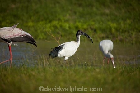 Afrcan-Sacred-Ibises;Africa;Africa-Sacred-Ibis;African;Animal;animals;avian;bird;bird-spotting;bird-watching;bird_watching;birds;Botswana;eco-tourism;eco_tourism;ecotourism;Fauna;game-park;game-parks;Game-Reserve;game-reserves;Ibis;ibises;Moremi;Moremi-Game-Reserve;Moremi-Reserve;national-park;national-parks;Natural;Nature;Ornithology;park;parks;reserve;reserves;Sacred-Ibis;Sacred-Ibises;safari;safaris;Southern-Africa;Threskiornis-aethiopicus;widlife-parks;wild;wildlife;wildlife-park