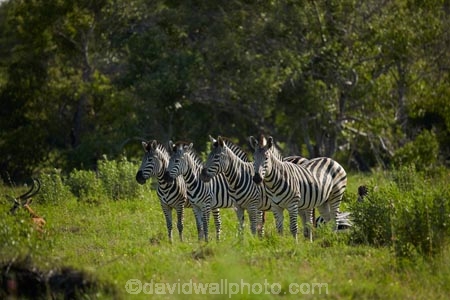 Africa;African;African-wildlife;animal;animals;black-amp;-white;black-and-white;Botswana;Burchells-zebra;Equus-burchellii;Equus-quagga;Equus-quagga-burchellii;game-drive;game-park;game-parks;Game-Reserve;game-reserves;game-viewing;mammal;mammals;Moremi;Moremi-Game-Reserve;Moremi-Reserve;national-park;national-parks;natural;nature;park;parks;reserve;reserves;safari;safaris;Southern-Africa;stripe;stripes;stripped;widlife-parks;wild;wilderness;wildlife;wildlife-park;zebra;zebras