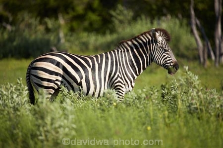 Africa;African;African-wildlife;animal;animals;black-amp;-white;black-and-white;Botswana;Burchells-zebra;Equus-burchellii;Equus-quagga;Equus-quagga-burchellii;game-drive;game-park;game-parks;Game-Reserve;game-reserves;game-viewing;mammal;mammals;Moremi;Moremi-Game-Reserve;Moremi-Reserve;national-park;national-parks;natural;nature;park;parks;reserve;reserves;safari;safaris;Southern-Africa;stripe;stripes;stripped;widlife-parks;wild;wilderness;wildlife;wildlife-park;zebra;zebras