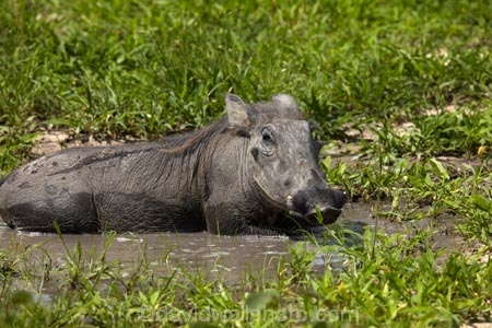 Africa;African;African-animals;African-wildlife;animal;animals;Botswana;Common-Warthog;Common-Warthogs;game-drive;game-park;game-parks;Game-Reserve;game-reserves;game-viewing;mammal;mammals;Moremi;Moremi-Game-Reserve;Moremi-Reserve;national-park;national-parks;natural;nature;park;parks;Phacochoerus-africanus;Phacochoerus-africanus-sundevallii;reserve;reserves;safari;safaris;Southern-Africa;Southern-Warthog;Warthog;Warthogs;widlife-parks;wild;wilderness;wildlife;wildlife-park;wildlife-parks;wildlife-reserve;wildlife-reserves