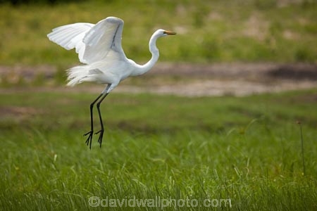 Africa;African;Animal;animals;Ardea-alba;avian;bird;bird-spotting;bird-watching;bird_watching;birds;Botswana;Chobe-N.P.;Chobe-National-Park;Chobe-NP;common-egret;common-egrets;eco-tourism;eco_tourism;ecotourism;egret;egrets;Fauna;game-park;game-parks;Game-Reserve;game-reserves;great-egret;great-egrets;great-white-egret;great-white-egrets;great-white-heron;great-white-herons;heron;herons;Kasane;large-egret;large-egrets;national-park;national-parks;Natural;Nature;Ornithology;park;parks;reserve;reserves;safari;safaris;Southern-Africa;widlife-parks;wild;wilderness;wildlife;wildlife-park;wildlife-parks;wildlife-reserve;wildlife-reserves