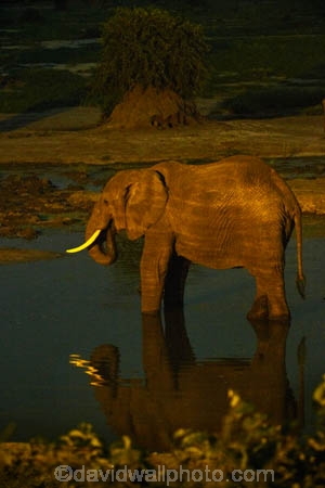 Africa;African-elephant;African-elephants;animal;animals;Botswana;drink;drinking;elephant;Elephants;evening;floodlighting;floodlit;Kasane;Loxodonta-africana;mammal;mammals;national-park;national-parks;natural;nature;night;night-time;pachyderm;pachyderms;reserve;reserves;safari;safaris;Senyati;Senyati-Safari-Camp;Southern-Africa;water;waterhole;waterholes;wild;wilderness;wildlife;wildlife-park;wildlife-parks;wildlife-reserve;wildlife-reserves