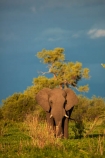 Africa;African;African-elephant;African-elephants;animal;animals;black-clouds;Botswana;Chobe-N.P.;Chobe-National-Park;Chobe-NP;cloud-clouds;dark-clouds;elephant;elephants;gray-clouds;grey-clouds;Loxodonta-africana;mammal;mammals;national-park;national-parks;natural;nature;pachyderm;pachyderms;reserve;reserves;safari;safaris;Savute;Savuti;Southern-Africa;wild;wilderness;wildlife;wildlife-park;wildlife-parks;wildlife-reserve;wildlife-reserves