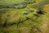 aerial;aerial-image;aerial-images;aerial-photo;aerial-photograph;aerial-photographs;aerial-photography;aerial-photos;aerial-view;aerial-views;aerials;Africa;animal-track;animal-tracks;animal-trail;animal-trails;Botswana;delta;deltas;Endorheic-basin;flood-plain;flood-plains;flood_plain;flood_plains;floodplain;floodplains;inland-delta;internal-drainage-systems;Okavango;Okavango-Delta;Okavango-Swamp;path;paths;pathways;plain;plains;river-delta;Seven-Natural-Wonders-of-Africa;Southern-Africa;swamp;swampland;swamps;track;tracks;trail;trails;wildlife-tracks;wildlife-trails