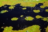 aerial;aerial-image;aerial-images;aerial-photo;aerial-photograph;aerial-photographs;aerial-photography;aerial-photos;aerial-view;aerial-views;aerials;Africa;Botswana;delta;deltas;Endorheic-basin;flood-plain;flood-plains;flood_plain;flood_plains;floodplain;floodplains;inland-delta;internal-drainage-systems;Okavango;Okavango-Delta;Okavango-Swamp;plain;plains;pond;ponds;river-delta;Seven-Natural-Wonders-of-Africa;Southern-Africa;swamp;swampland;swamps;water