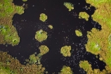 aerial;aerial-image;aerial-images;aerial-photo;aerial-photograph;aerial-photographs;aerial-photography;aerial-photos;aerial-view;aerial-views;aerials;Africa;Botswana;delta;deltas;Endorheic-basin;flood-plain;flood-plains;flood_plain;flood_plains;floodplain;floodplains;inland-delta;internal-drainage-systems;Okavango;Okavango-Delta;Okavango-Swamp;plain;plains;pond;ponds;river-delta;Seven-Natural-Wonders-of-Africa;Southern-Africa;swamp;swampland;swamps;water