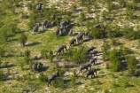 aerial;aerial-image;aerial-images;aerial-photo;aerial-photograph;aerial-photographs;aerial-photography;aerial-photos;aerial-view;aerial-views;aerials;Africa;African-bush-elephant;African-bush-elephants;African-elephant;African-elephants;animal;animals;Botswana;delta;deltas;elephant;elephant-herd;elephants;Endorheic-basin;herd;herd-of-elephant;herds;inland-delta;internal-drainage-systems;Loxodonta-africana;mammal;mammals;Okavango;Okavango-Delta;Okavango-Swamp;pachyderm;pachyderms;river-delta;Seven-Natural-Wonders-of-Africa;Southern-Africa;wildlife