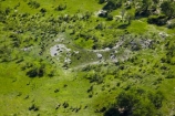 aerial;aerial-image;aerial-images;aerial-photo;aerial-photograph;aerial-photographs;aerial-photography;aerial-photos;aerial-view;aerial-views;aerials;Africa;African-buffalo;African-buffaloes;animal;animals;Botswana;buffalo;buffalo-herd;buffalo-herds;buffaloes;cape-buffalo;cape-buffaloes;delta;deltas;Endorheic-basin;flood-plain;flood-plains;flood_plain;flood_plains;floodplain;floodplains;herd;herds;inland-delta;internal-drainage-systems;mammal;mammals;Okavango;Okavango-Delta;Okavango-Swamp;plain;plains;river-delta;Seven-Natural-Wonders-of-Africa;Southern-Africa;Syncerus-caffer;Syncerus-caffer-caffer;wildlife