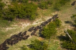 aerial;aerial-image;aerial-images;aerial-photo;aerial-photograph;aerial-photographs;aerial-photography;aerial-photos;aerial-view;aerial-views;aerials;Africa;African-buffalo;African-buffaloes;animal;animals;Botswana;buffalo;buffalo-herd;buffalo-herds;buffaloes;cape-buffalo;cape-buffaloes;delta;deltas;Endorheic-basin;herd;herds;inland-delta;internal-drainage-systems;mammal;mammals;Okavango;Okavango-Delta;Okavango-Swamp;river-delta;Seven-Natural-Wonders-of-Africa;Southern-Africa;stampede;stampedes;Syncerus-caffer;Syncerus-caffer-caffer;wildlife