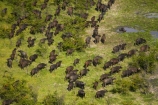 aerial;aerial-image;aerial-images;aerial-photo;aerial-photograph;aerial-photographs;aerial-photography;aerial-photos;aerial-view;aerial-views;aerials;Africa;African-buffalo;African-buffaloes;animal;animals;Botswana;buffalo;buffalo-herd;buffalo-herds;buffaloes;cape-buffalo;cape-buffaloes;crowd;crowds;delta;deltas;Endorheic-basin;flood-plain;flood-plains;flood_plain;flood_plains;floodplain;floodplains;herd;herds;inland-delta;internal-drainage-systems;mammal;mammals;many;Okavango;Okavango-Delta;Okavango-Swamp;plain;plains;river-delta;Seven-Natural-Wonders-of-Africa;Southern-Africa;stampede;stampedes;Syncerus-caffer;Syncerus-caffer-caffer;wildlife