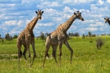 Africa;African-plain;African-plains;Angolan-giraffe;animal;animals;Botswana;game-drive;game-viewing;Giraffa-camelopardalis;Giraffa-camelopardalis-angolensis;giraffe;giraffes;herd;herds;mammal;mammals;Namibia;national-park;national-parks;natural;nature;Nxai-Pan-N.P.;Nxai-Pan-National-Park;Nxai-Pan-NP;plain;plains;reserve;reserves;Southern-Africa;tall;wild;wilderness;wildlife