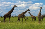 Africa;African-plain;African-plains;Angolan-giraffe;animal;animals;Botswana;game-drive;game-viewing;Giraffa-camelopardalis;Giraffa-camelopardalis-angolensis;giraffe;giraffes;herd;herds;mammal;mammals;Namibia;national-park;national-parks;natural;nature;Nxai-Pan-N.P.;Nxai-Pan-National-Park;Nxai-Pan-NP;plain;plains;reserve;reserves;Southern-Africa;tall;wild;wilderness;wildlife