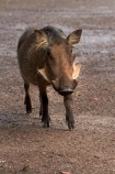 Africa;animal;animals;Botswana;Chobe-Safari-Lodge;Common-Warthog;Common-Warthogs;Kasane;mammal;mammals;Phacochoerus-africanus;Phacochoerus-africanus-sundevallii;Southern-Africa;Southern-Warthog;warthog;Warthogs;wildlife