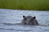 Africa;animal;animals;Botswana;Chobe-N.P.;Chobe-National-Park;Chobe-NP;Chobe-River;Chobe-River-boat-trip;Chobe-River-boat-trips;Chobe-River-cruise;Chobe-River-cruises;hippo;hippopotami;hippopotamus;Hippopotamus-amphibius;hippopotamuses;hippos;Kasane;mammal;mammals;national-park;national-parks;Southern-Africa;wildlife