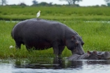 Africa;animal;animals;avian;bird;bird-spotting;bird-watching;bird_watching;birds;Botswana;Bubulcus-ibis;calm;Cattle-Egrets;Chobe-N.P.;Chobe-National-Park;Chobe-NP;Chobe-River;Chobe-River-boat-trip;Chobe-River-boat-trips;Chobe-River-cruise;Chobe-River-cruises;eco-tourism;eco_tourism;ecotourism;egret;egrets;Fauna;hippo;hippopotami;hippopotamus;Hippopotamus-amphibius;hippopotamuses;hippos;Kasane;mammal;mammals;national-park;national-parks;Natural;Nature;Ornithology;Southern-Africa;wild;wildlife