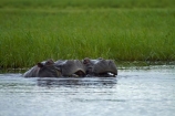 Africa;animal;animals;Botswana;Chobe-N.P.;Chobe-National-Park;Chobe-NP;Chobe-River;Chobe-River-boat-trip;Chobe-River-boat-trips;Chobe-River-cruise;Chobe-River-cruises;hippo;hippopotami;hippopotamus;Hippopotamus-amphibius;hippopotamuses;hippos;Kasane;mammal;mammals;national-park;national-parks;Southern-Africa;wildlife