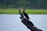 Africa;African-Darter;African-Darters;Anhinga-rufa;animal;animals;avian;bird;bird-spotting;bird-watching;bird_watching;birds;Botswana;Chobe-N.P.;Chobe-National-Park;Chobe-NP;Chobe-River;Chobe-River-boat-trip;Chobe-River-boat-trips;Chobe-River-cruise;Chobe-River-cruises;cormorant;cormorants;Darter;Darters;eco-tourism;eco_tourism;ecotourism;Fauna;juvenile-cormorant;juvenile-cormorants;Kasane;national-park;national-parks;Natural;Nature;Ornithology;Snakebird;Snakebirds;Southern-Africa;wild;wildlife