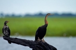 Africa;African-Darter;African-Darters;Anhinga-rufa;animal;animals;avian;bird;bird-spotting;bird-watching;bird_watching;birds;Botswana;Chobe-N.P.;Chobe-National-Park;Chobe-NP;Chobe-River;Chobe-River-boat-trip;Chobe-River-boat-trips;Chobe-River-cruise;Chobe-River-cruises;cormorant;cormorants;Darter;Darters;eco-tourism;eco_tourism;ecotourism;Fauna;juvenile-cormorant;juvenile-cormorants;Kasane;national-park;national-parks;Natural;Nature;Ornithology;Snakebird;Snakebirds;Southern-Africa;wild;wildlife
